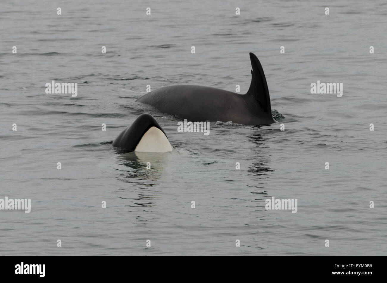 Les orques (Orcinus orca), baleines à dents, l'habitude d'aller dans la famille des groupes matrilinéaires ; Icy Strait ; le sud-est de l'Alaska, Alexand Banque D'Images