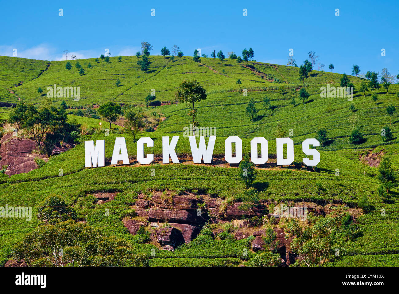 Sri Lanka, Ceylan, la Province centrale, Nuwara Eliya, plantation de thé, dans les Highlands, de thé Mackwoods Banque D'Images