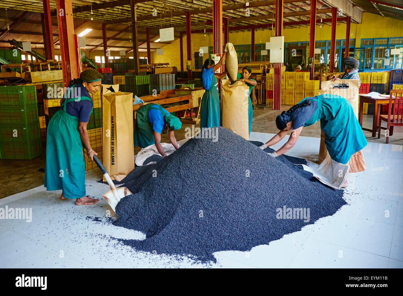 Sri Lanka, Ceylan, la Province centrale, Nuwara Eliya, plantation de thé, dans les Highlands, de thé Bluefield, emballage de plateau Banque D'Images