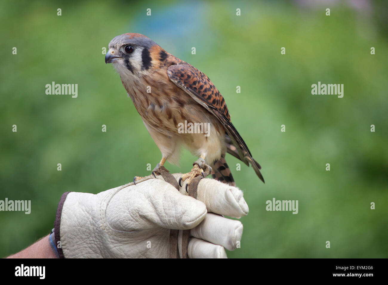 Une Crécerelle d'Amérique (Falco sparverius) percher sur le gant d'un falconer Banque D'Images