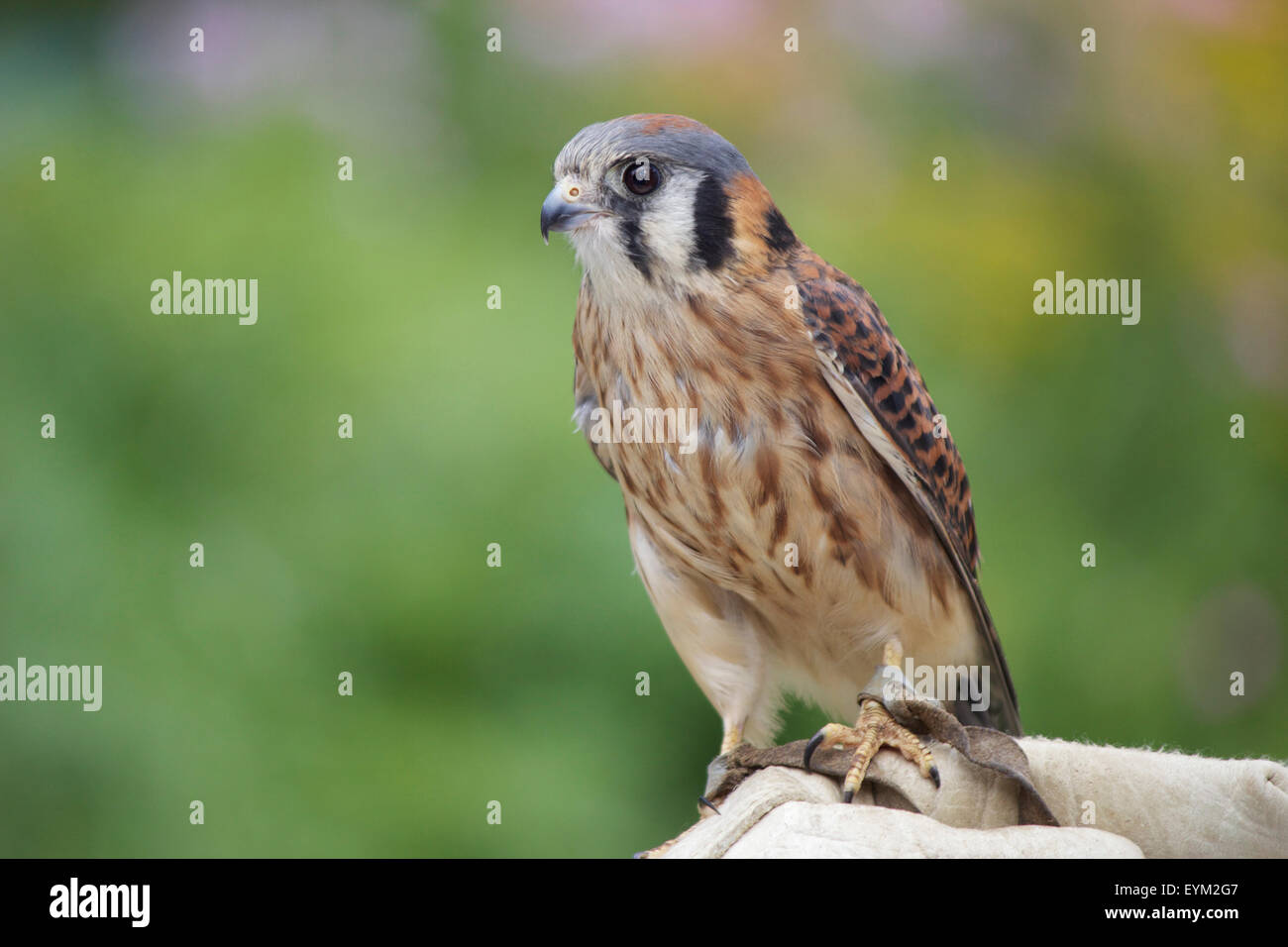 Afemale crécerelle d'Amérique (Falco sparverius) percher sur le gant d'un falconer Banque D'Images