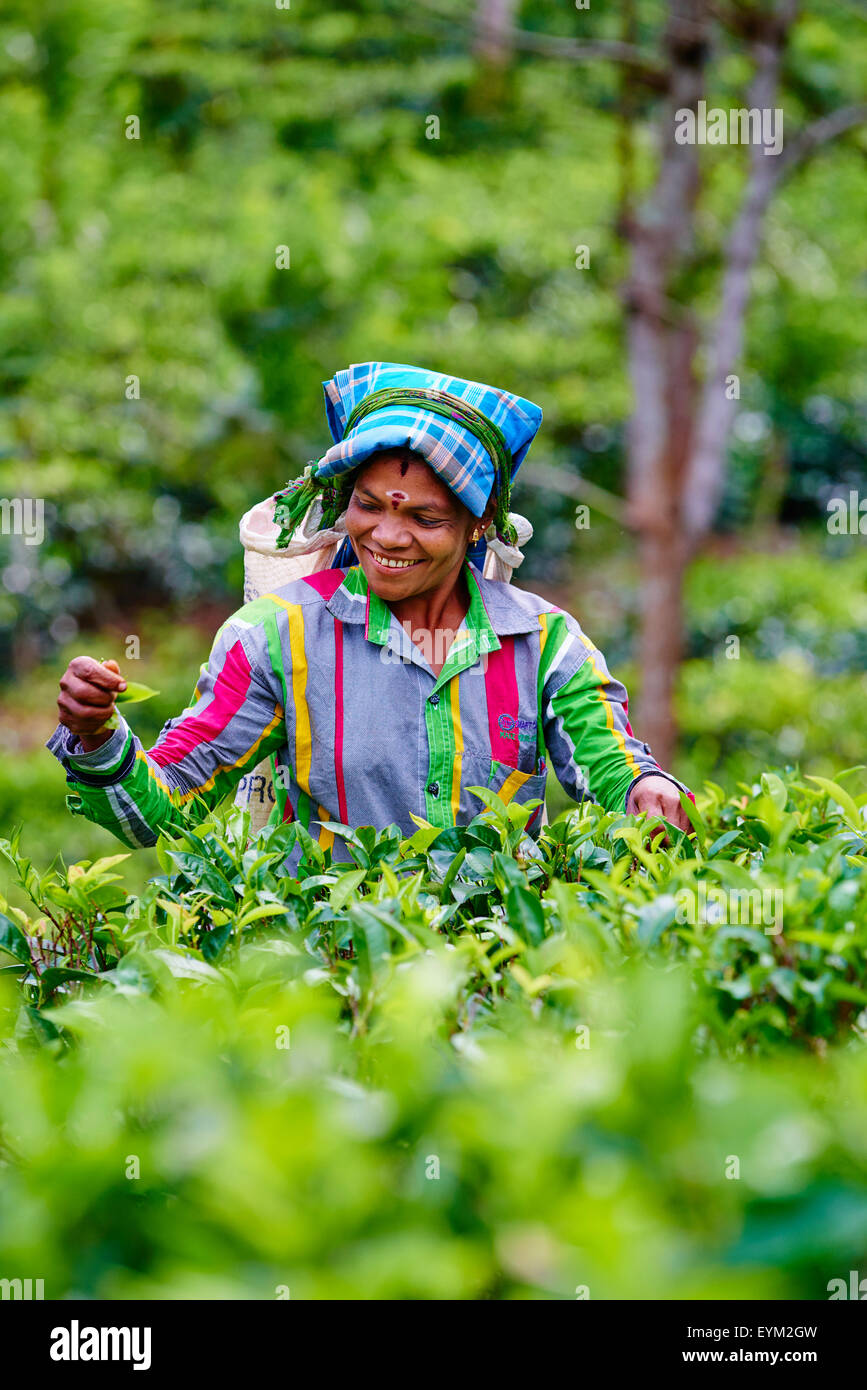 Sri Lanka, Ceylan, la Province centrale, Haputale, plantation de thé, dans les hautes terres, les femmes tamoules Picker thé feuilles de thé Préparation Banque D'Images