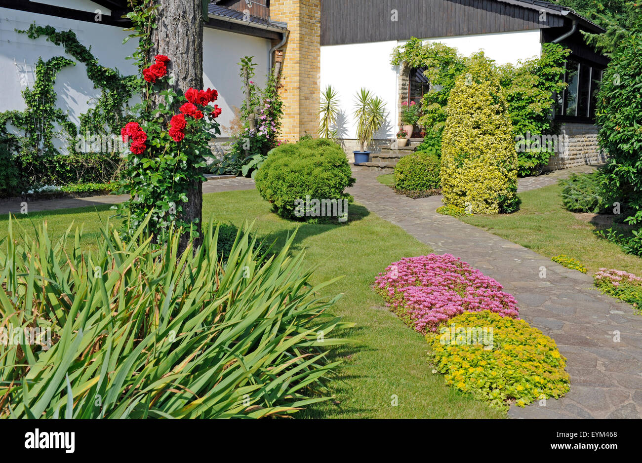 Jardin de devant d'une maison de campagne, les différents bois d'ornement, rosiers grimpants, de lierre, de l'hortensia grimpant, Sedum et de plantes en pot, Banque D'Images