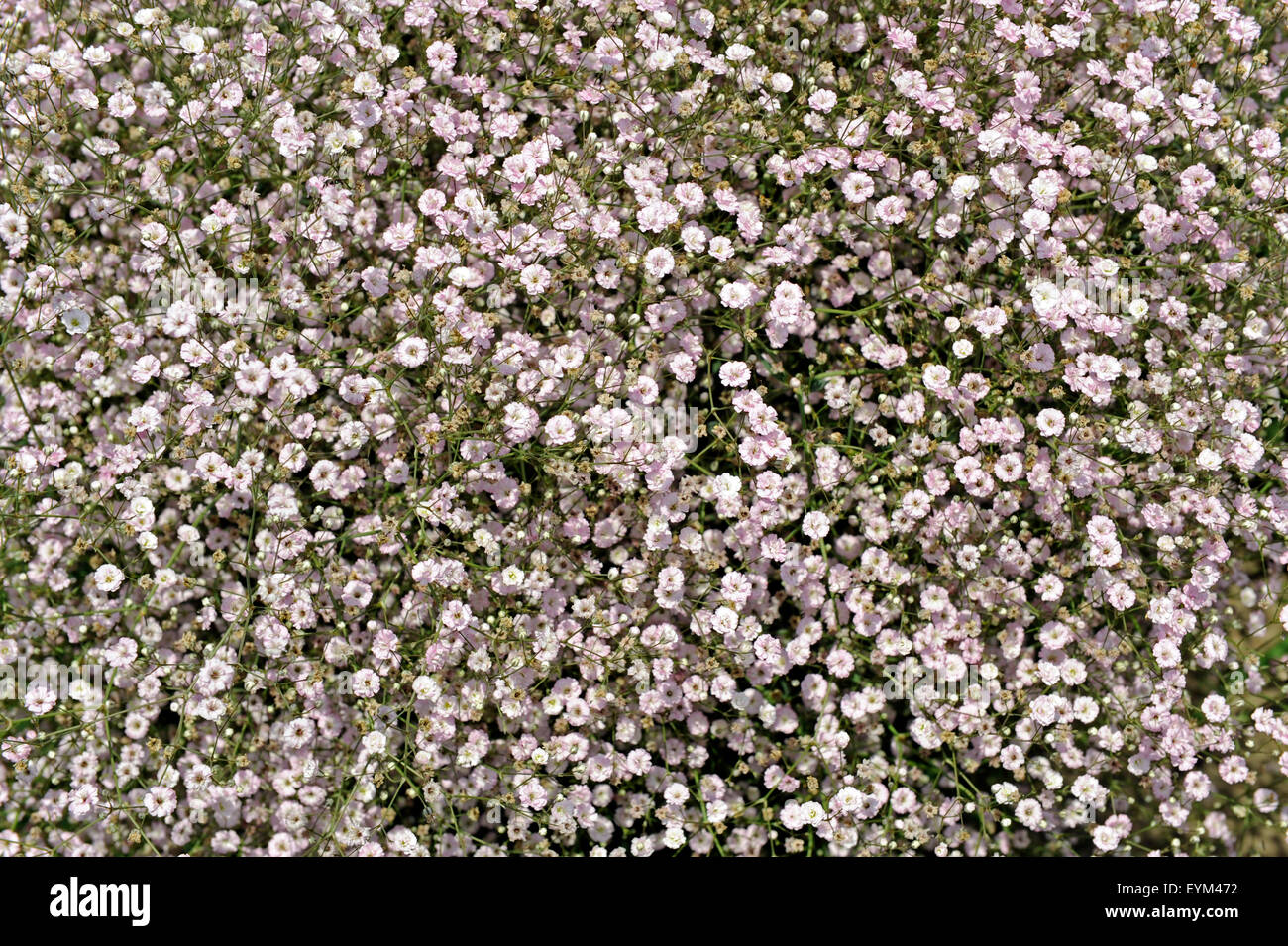 Voile herb herbe de gypse aussi le genre de 'rose', voiles Banque D'Images