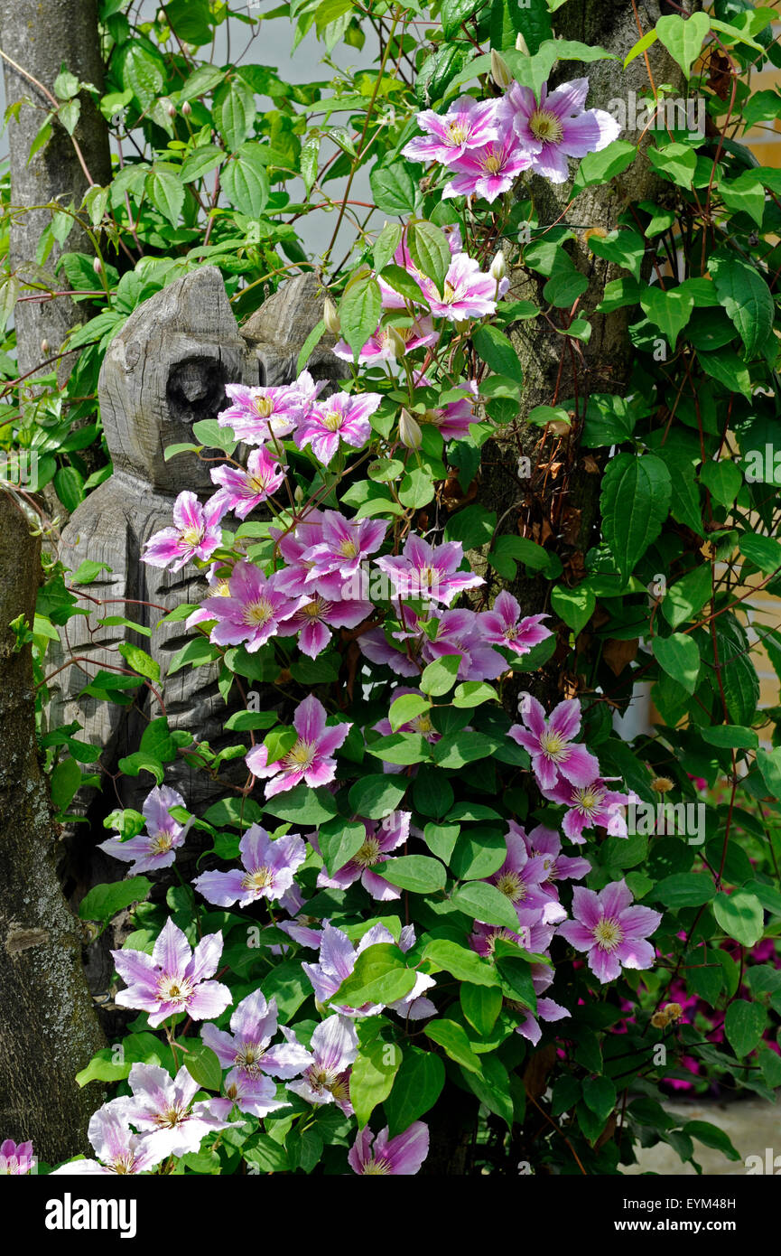 Floraison Rose Clematis, genre 'Piilu', plante grimpante, jardin, fleurs, figure de bois, chouette Banque D'Images