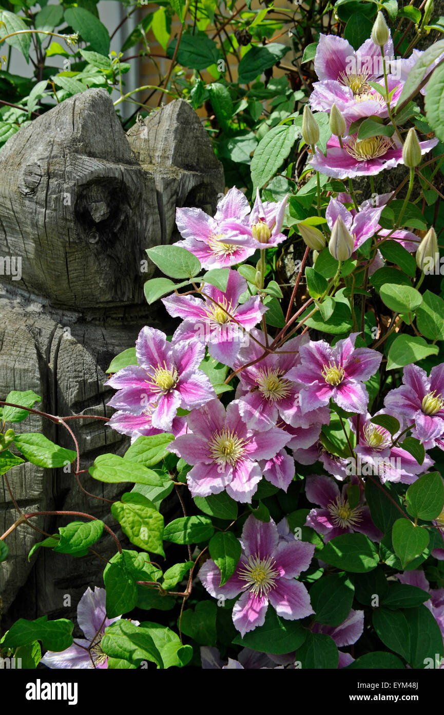 Floraison Rose Clematis, genre 'Piilu', plante grimpante, jardin, fleurs, figure de bois, chouette Banque D'Images