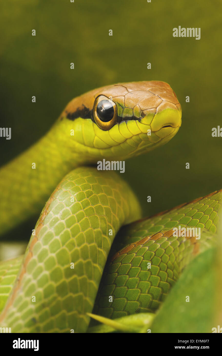 Serpent vert au milieu des feuilles. Banque D'Images