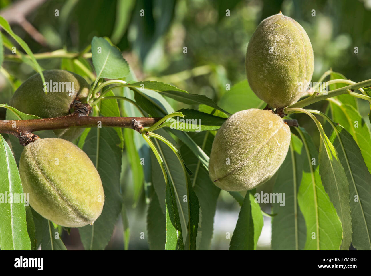 Mandelfrüchte Blätterzweig,, Garten, Prunus dulcis, Rosengewächs Banque D'Images