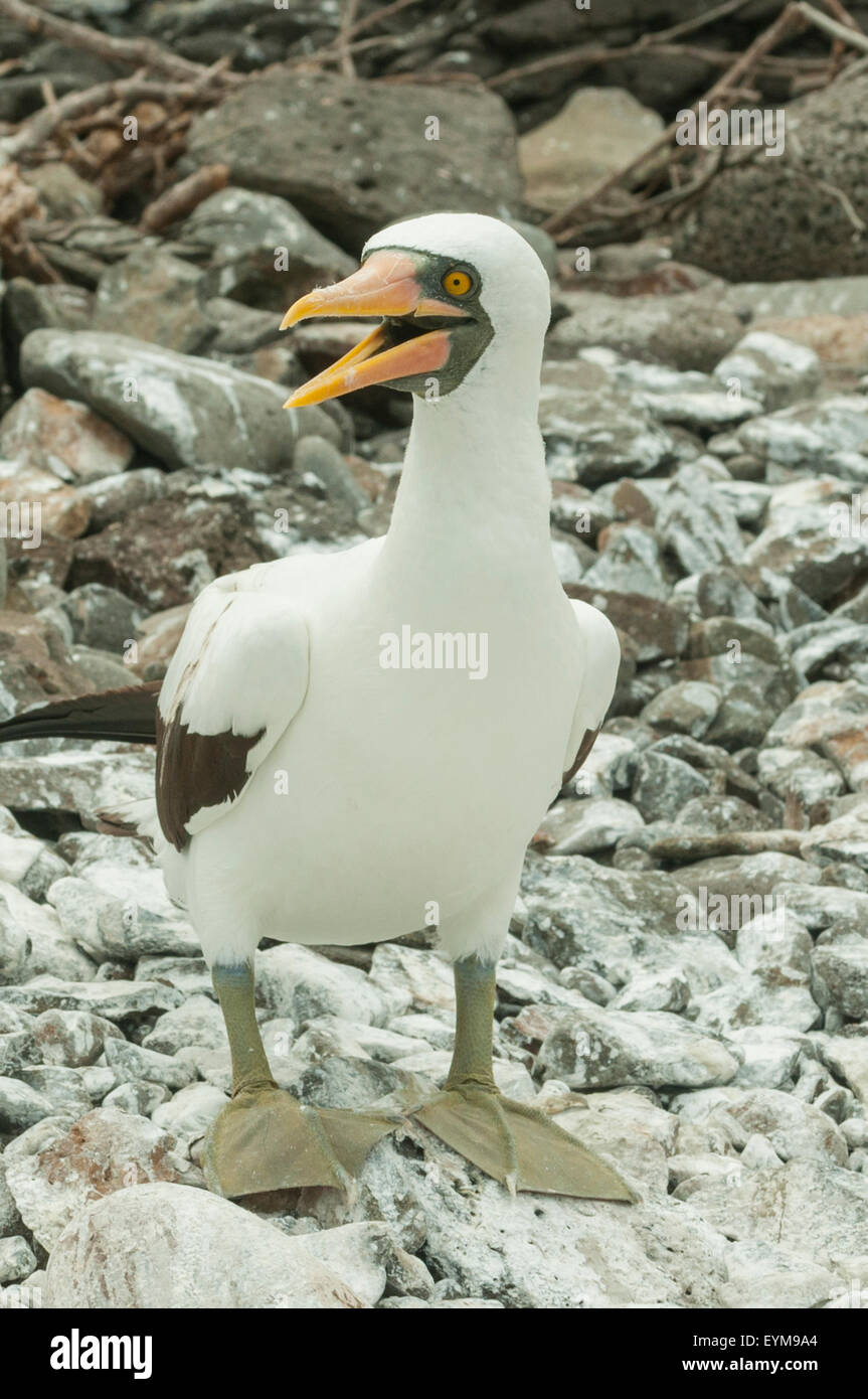 Sula granti, Nazca Booby, Espanola Island, îles Galapagos, Equateur Banque D'Images