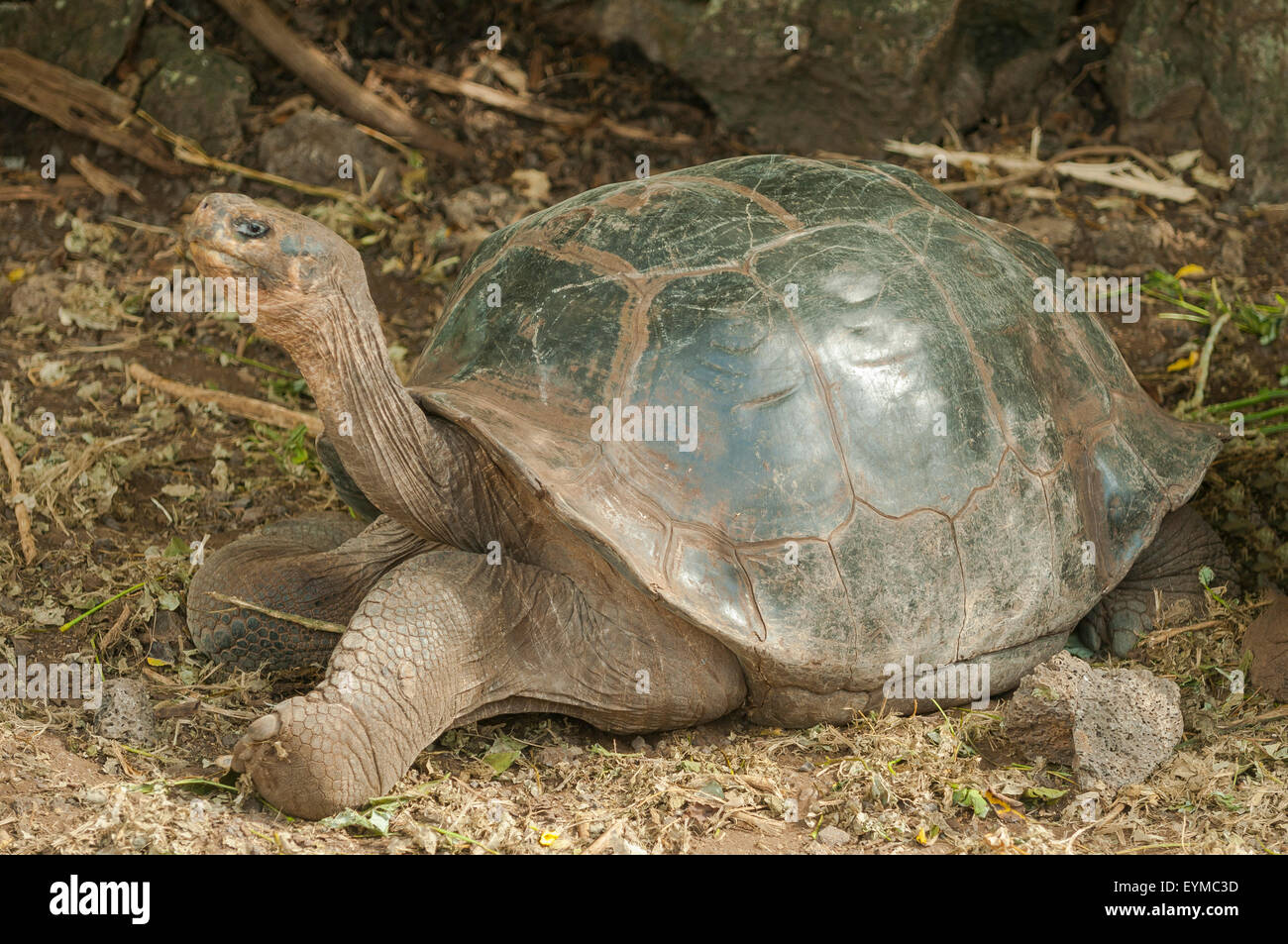 Tortues géantes, Charles Darwin Research Station, Santa Cruz, Galapagos, Equateur Banque D'Images