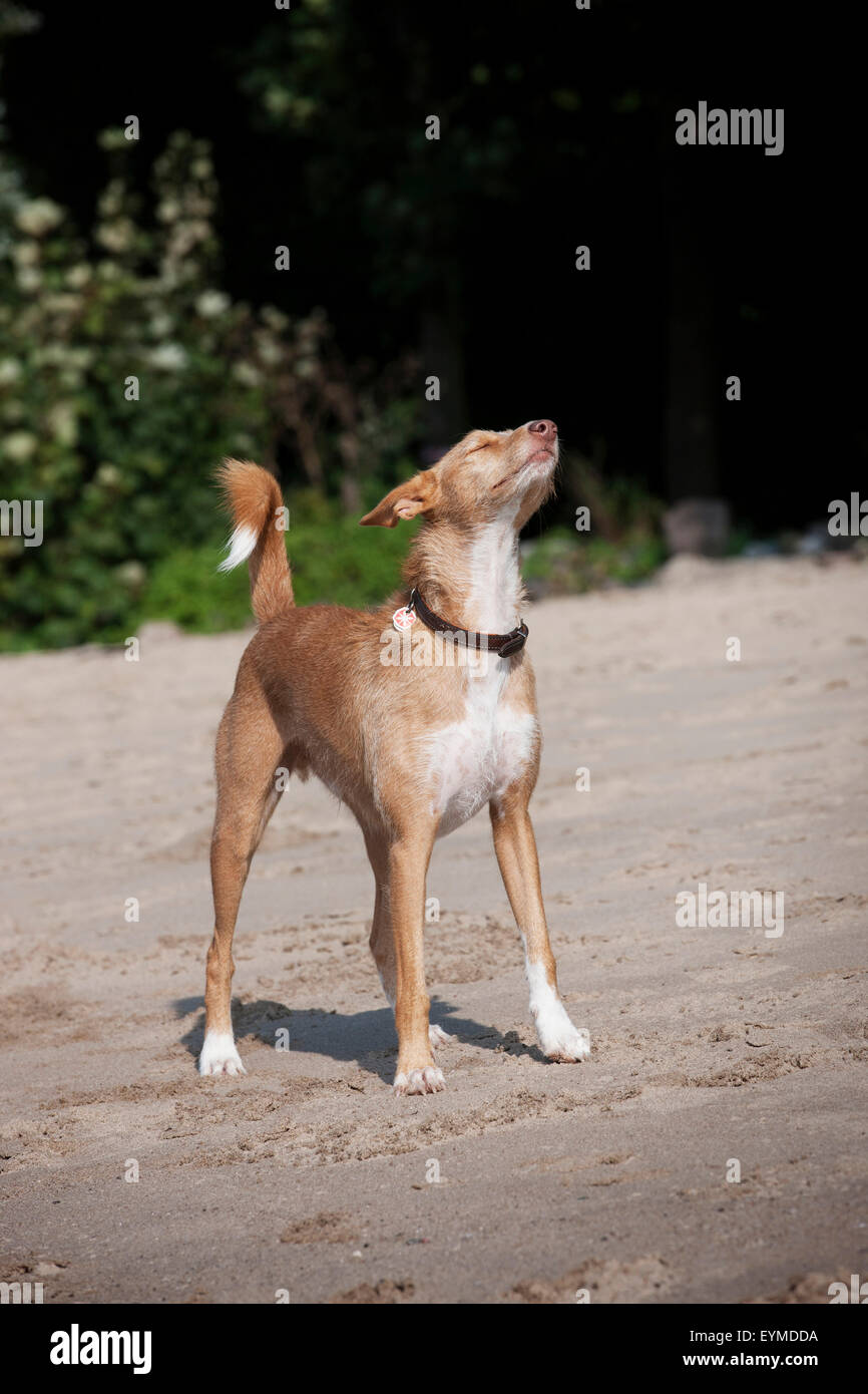 Chien se tient sur la plage, ramasser l'odeur, Banque D'Images