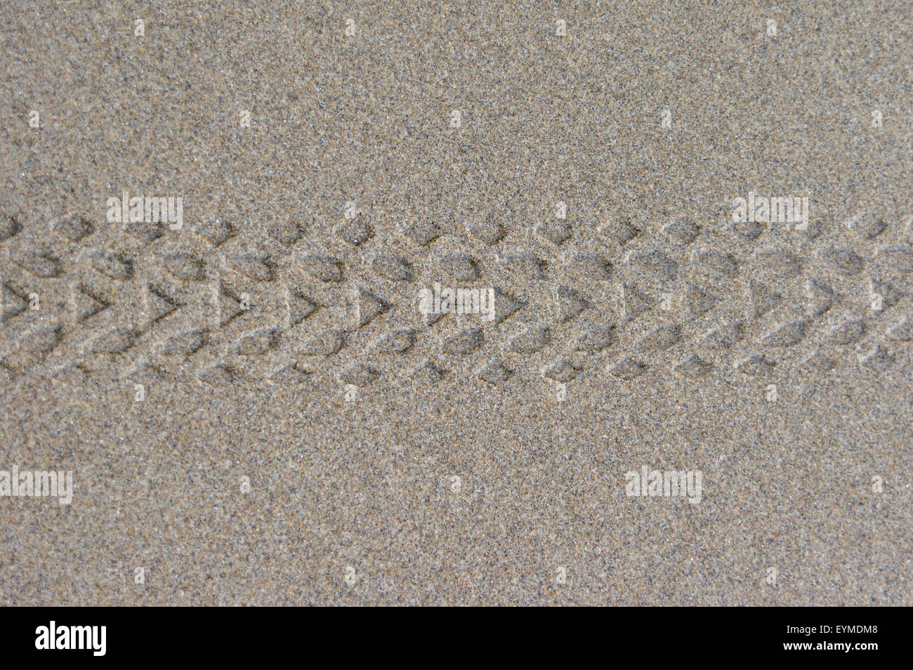 La bande de roulement des pneus vélo marque dans le sable humide à la plage Banque D'Images