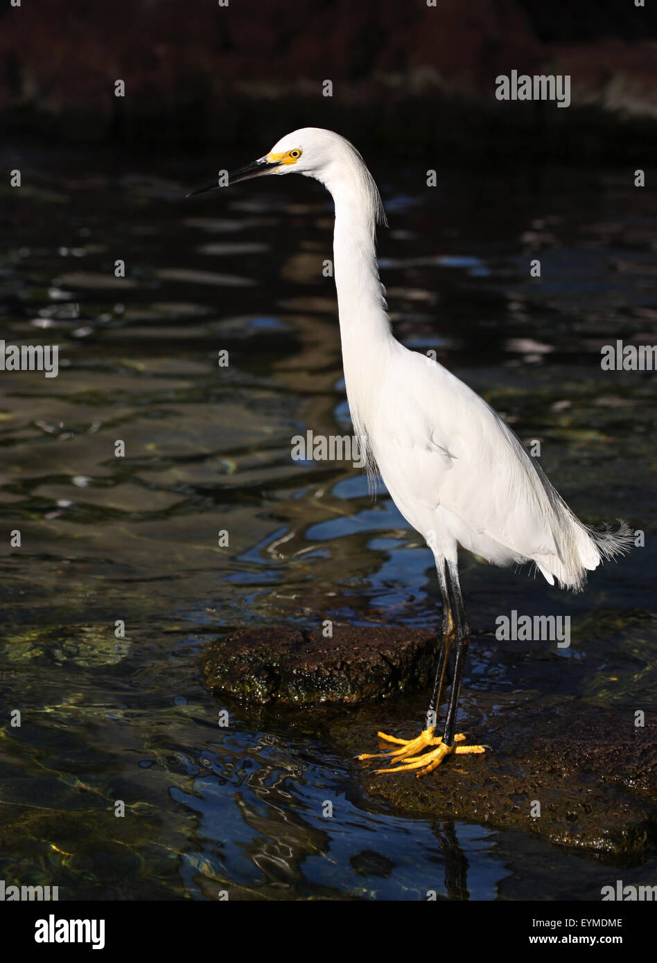 Aigrette sur le rocher près de l'eau Banque D'Images