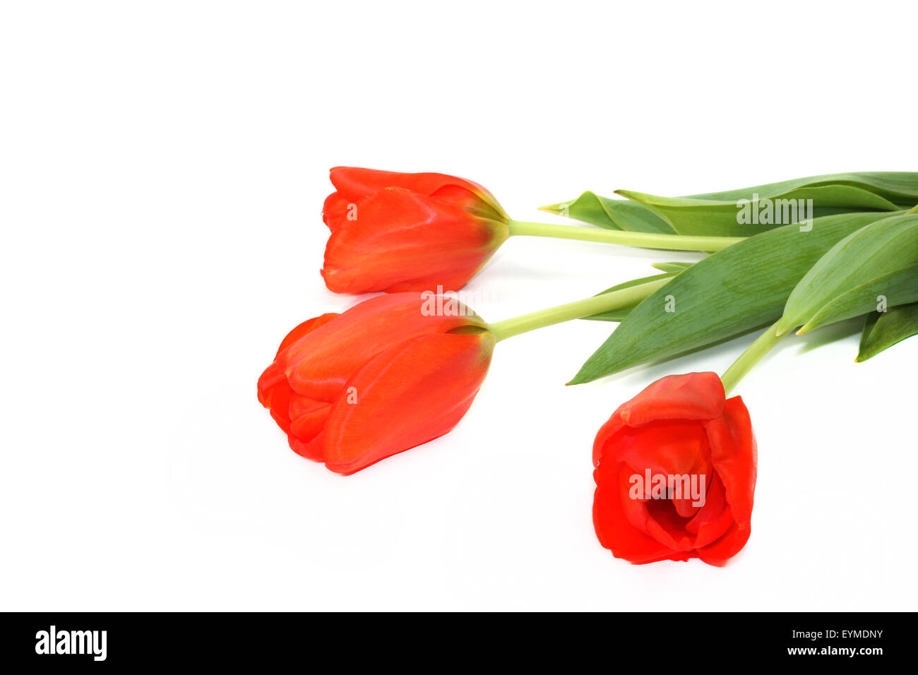 Belles tulipes rouges sur fond blanc Banque D'Images