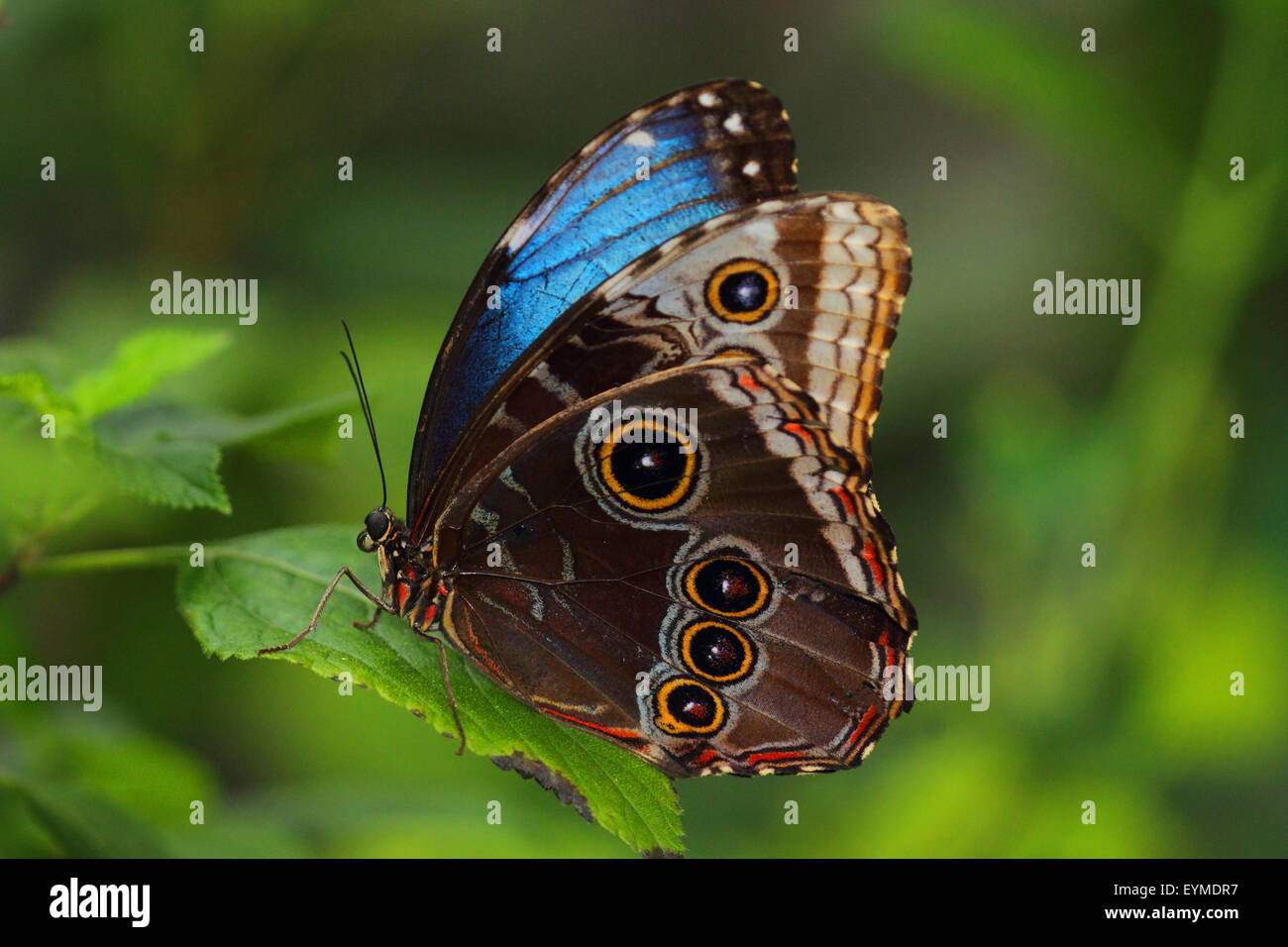 Peleides Morpho Bleu, Morpho peleides, close-up Banque D'Images