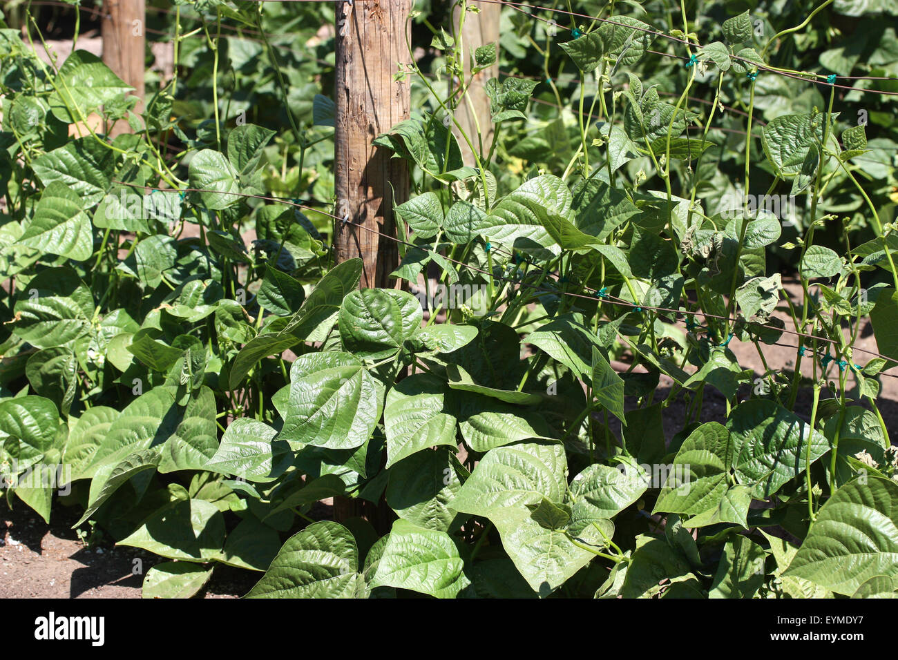Jardin d'haricots verts frais fait maison Banque D'Images