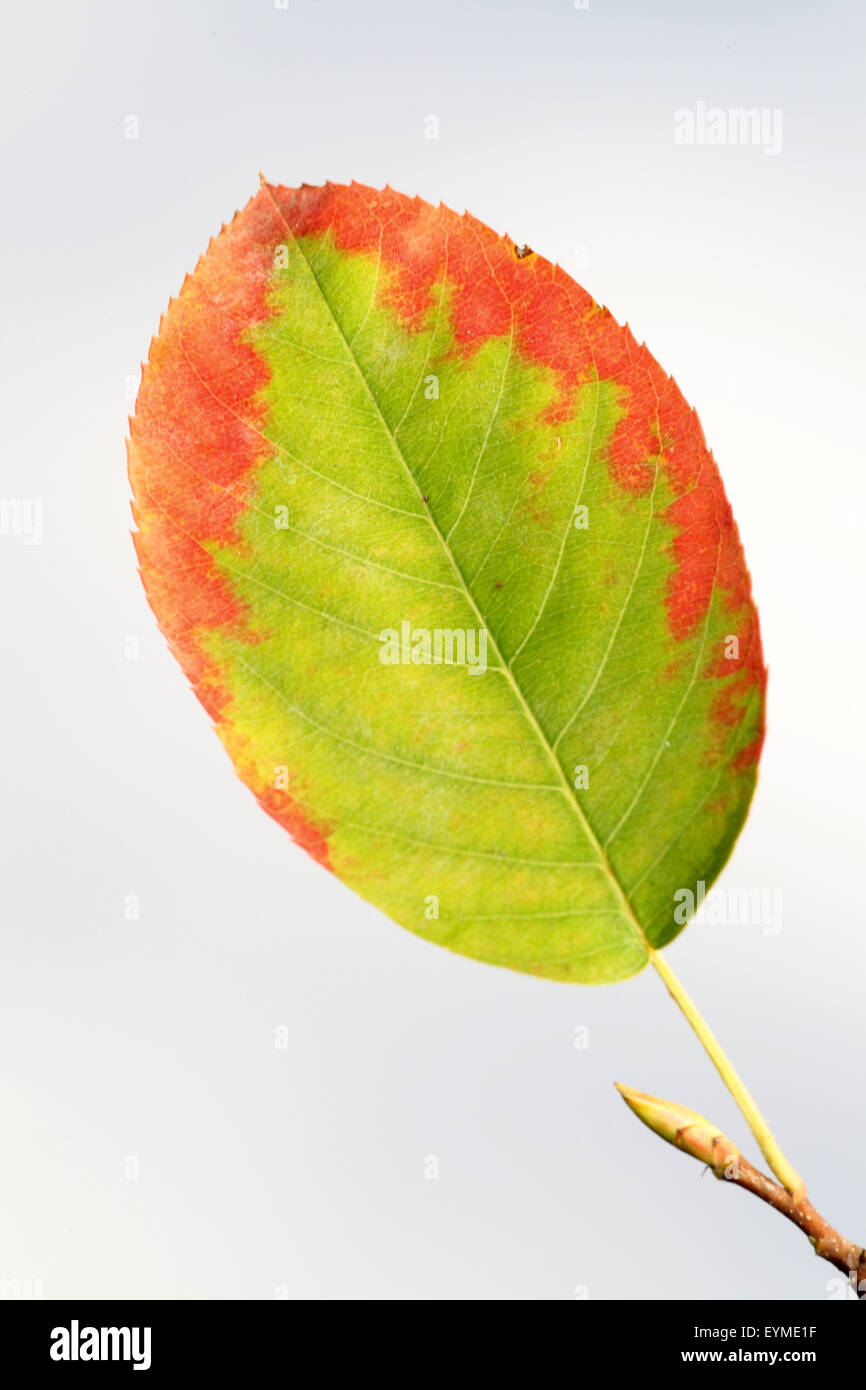 Feuilles de l'automne en poire rock Banque D'Images