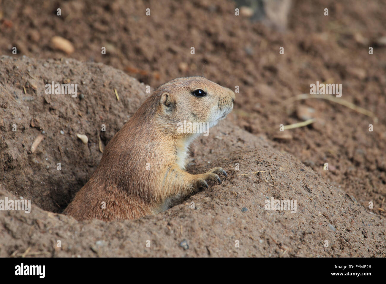 Chien de prairie à queue noire construction Banque D'Images
