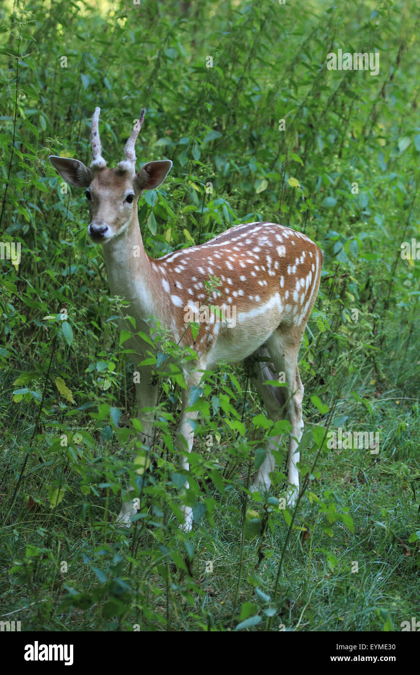 Fallow buck, bois de velours Banque D'Images