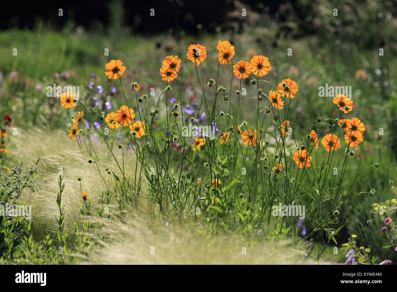 Girl's eye, le Coreopsis lanceolata Banque D'Images
