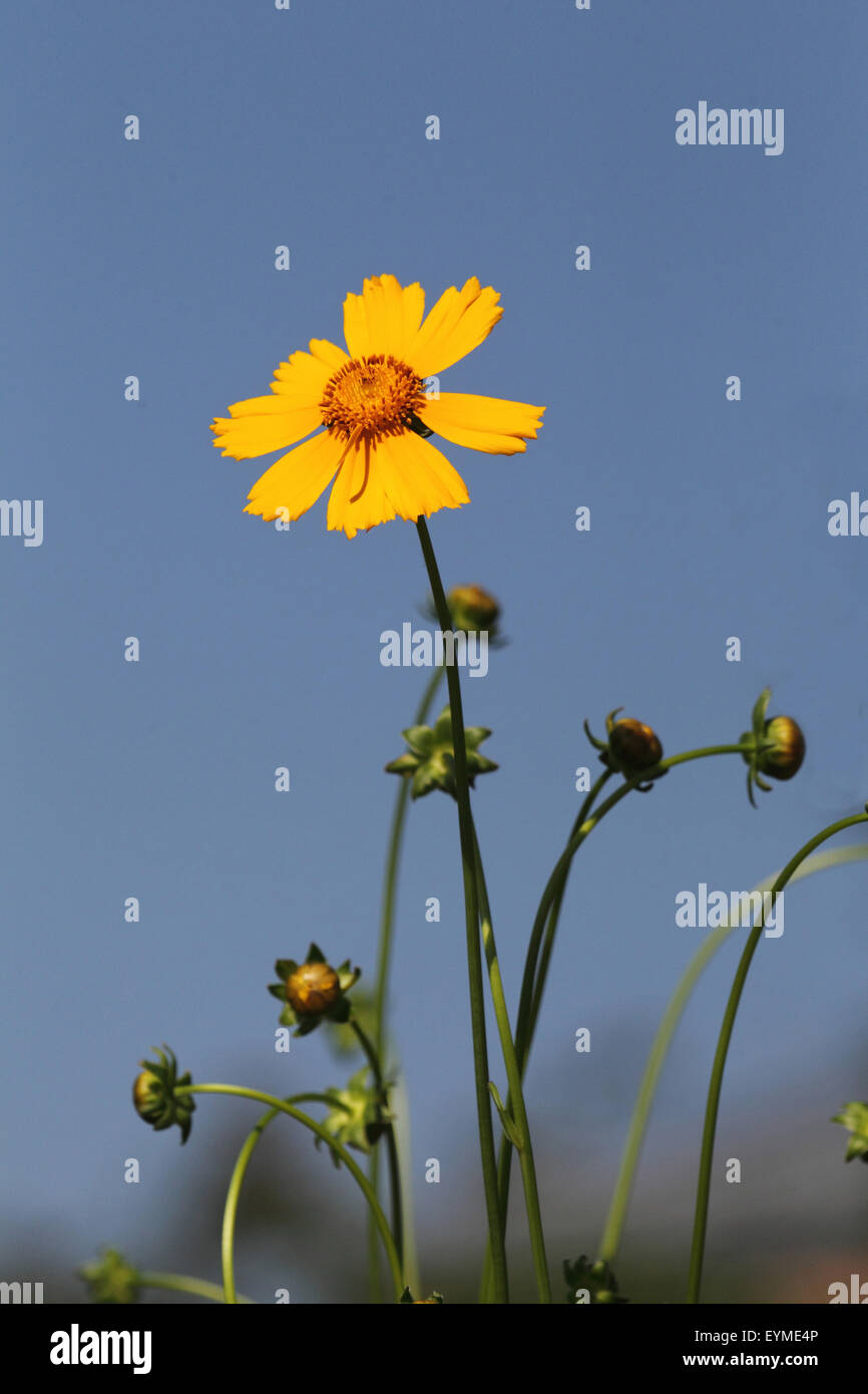 Girl's eye, le Coreopsis lanceolata Banque D'Images