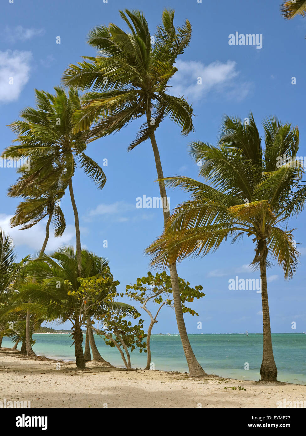 Dans les Caraïbes, la République dominicaine, Punta Cana, Playa Bavaro Banque D'Images