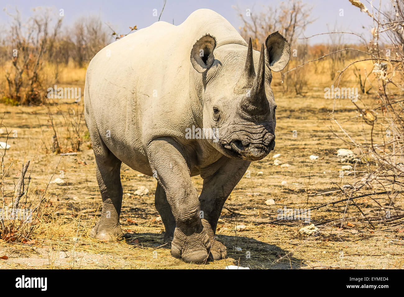 Petit rhinocéros noir Banque D'Images