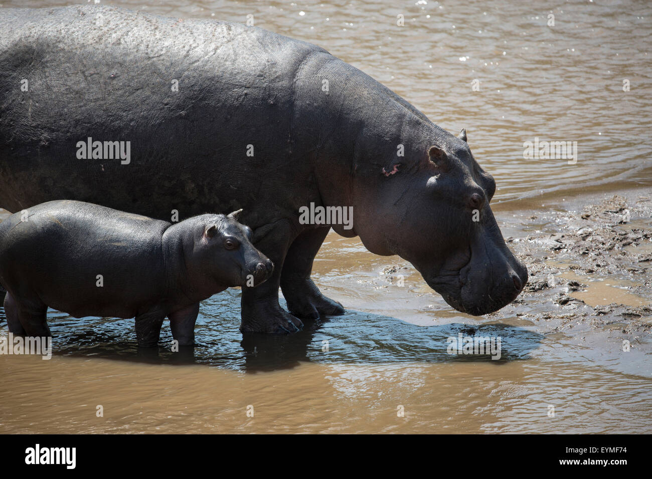 Kenya, Serengeti, Maasai Mara National Reserve, Maasai Mara, Marafluss (rivière), hippopotames, Hippopotamus amphibius, Banque D'Images