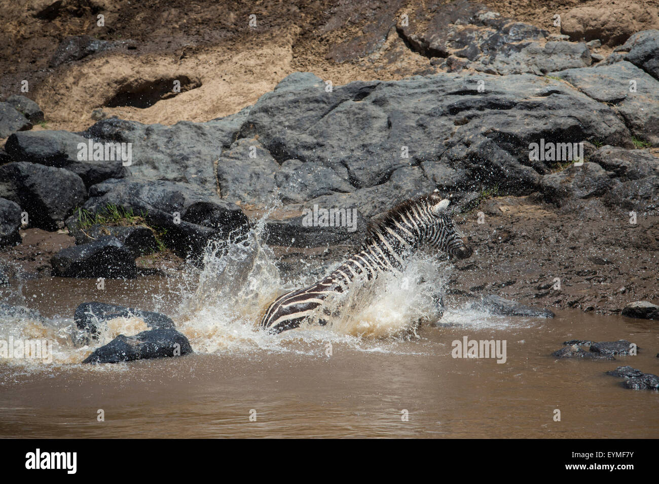 Kenya, Serengeti, Maasai Mara National Reserve, Maasai Mara, Marafluss (rivière), le zèbre Banque D'Images