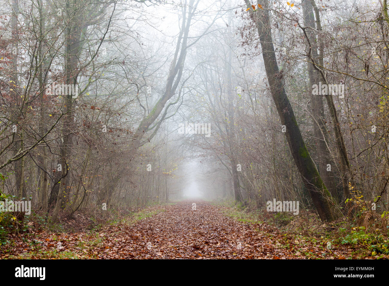Paysage de la campagne d'automne lane dans la forêt de feuillus sur un matin brumeux Banque D'Images