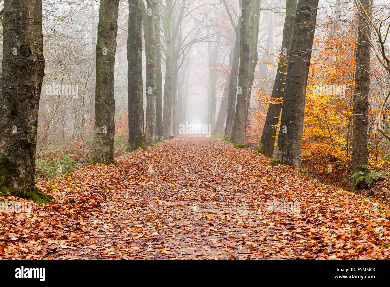 Paysage de la campagne d'automne lane dans la forêt de feuillus sur un matin brumeux Banque D'Images