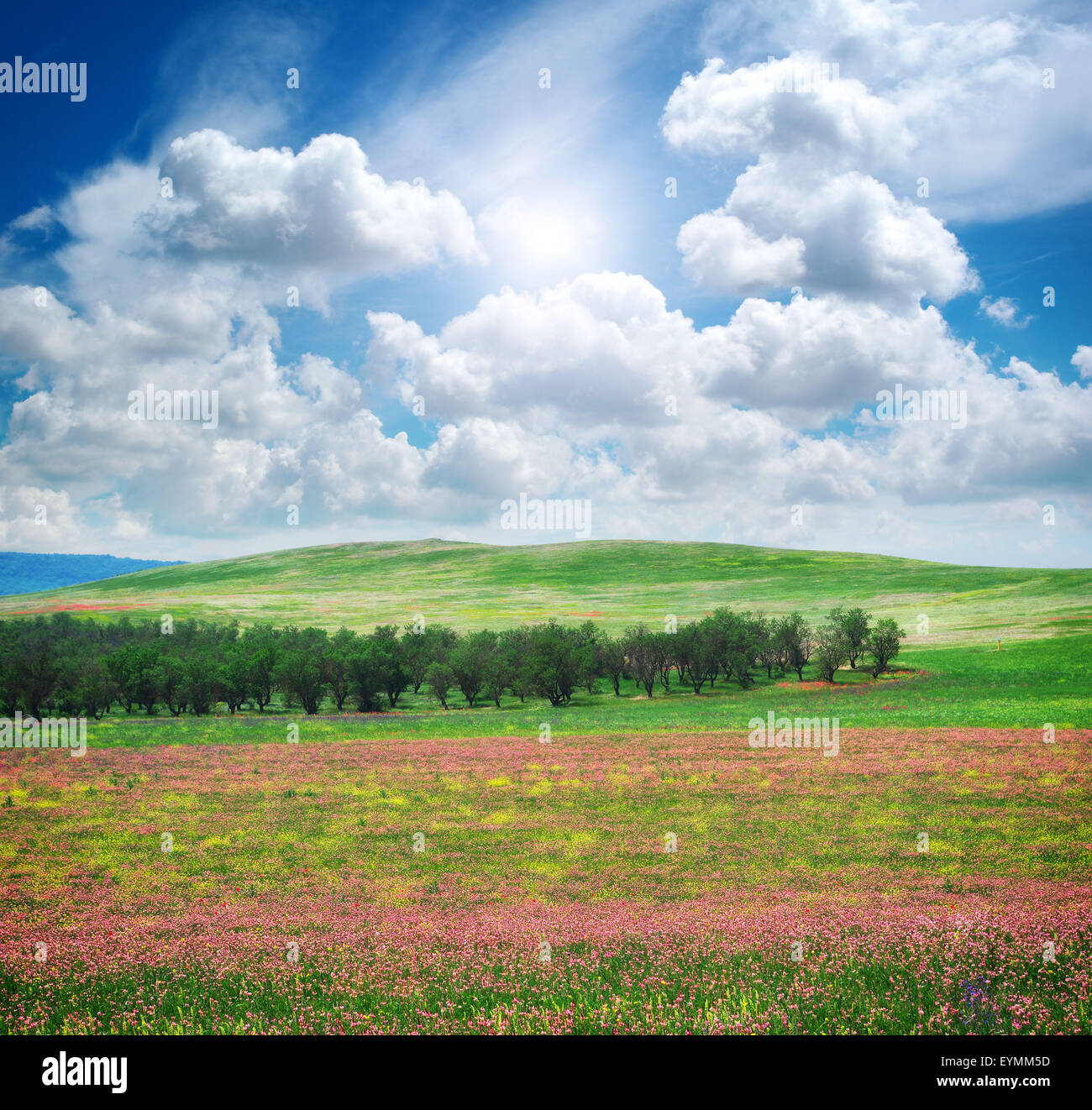Pré des fleurs de printemps. Composition de la nature. Banque D'Images