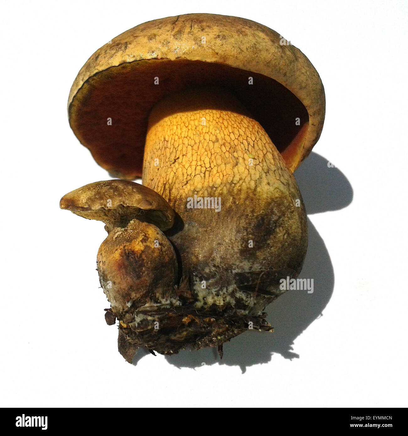 Hexenroehrling Netzstielige Hexen-Roehrling,,, Boletus luridus,, Banque D'Images