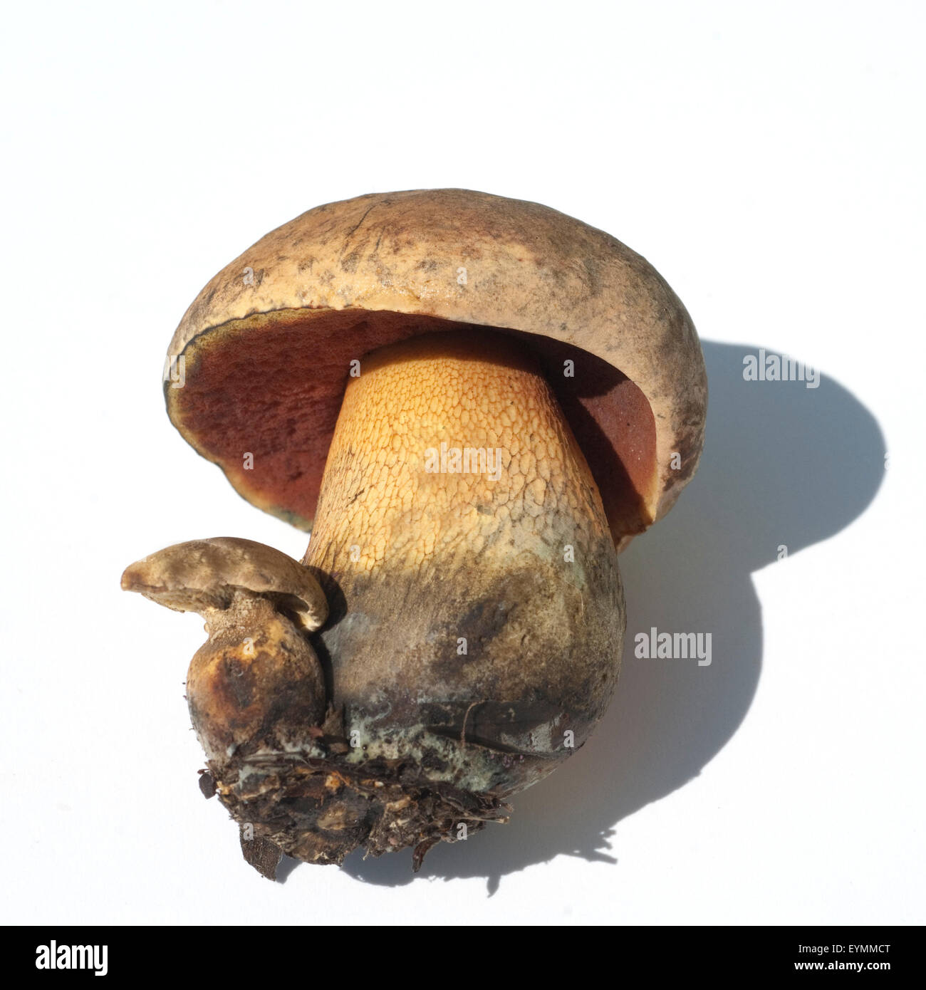 Hexenroehrling Netzstielige Hexen-Roehrling,,, Boletus luridus,, Banque D'Images