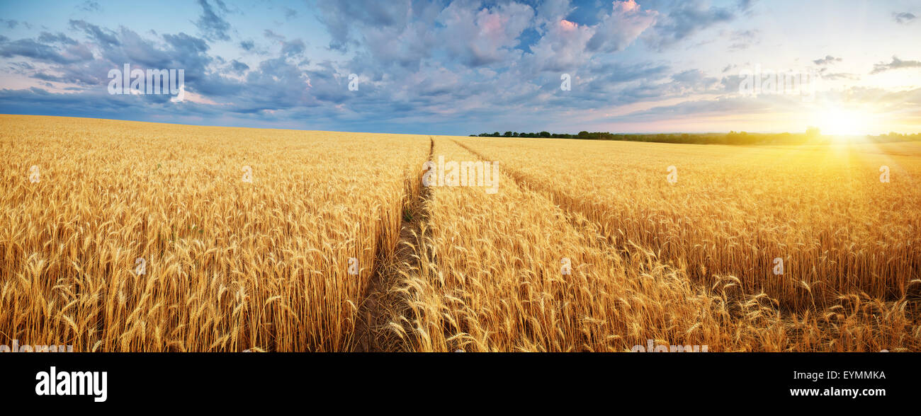 Prairie de blé. Composition de la nature. Banque D'Images