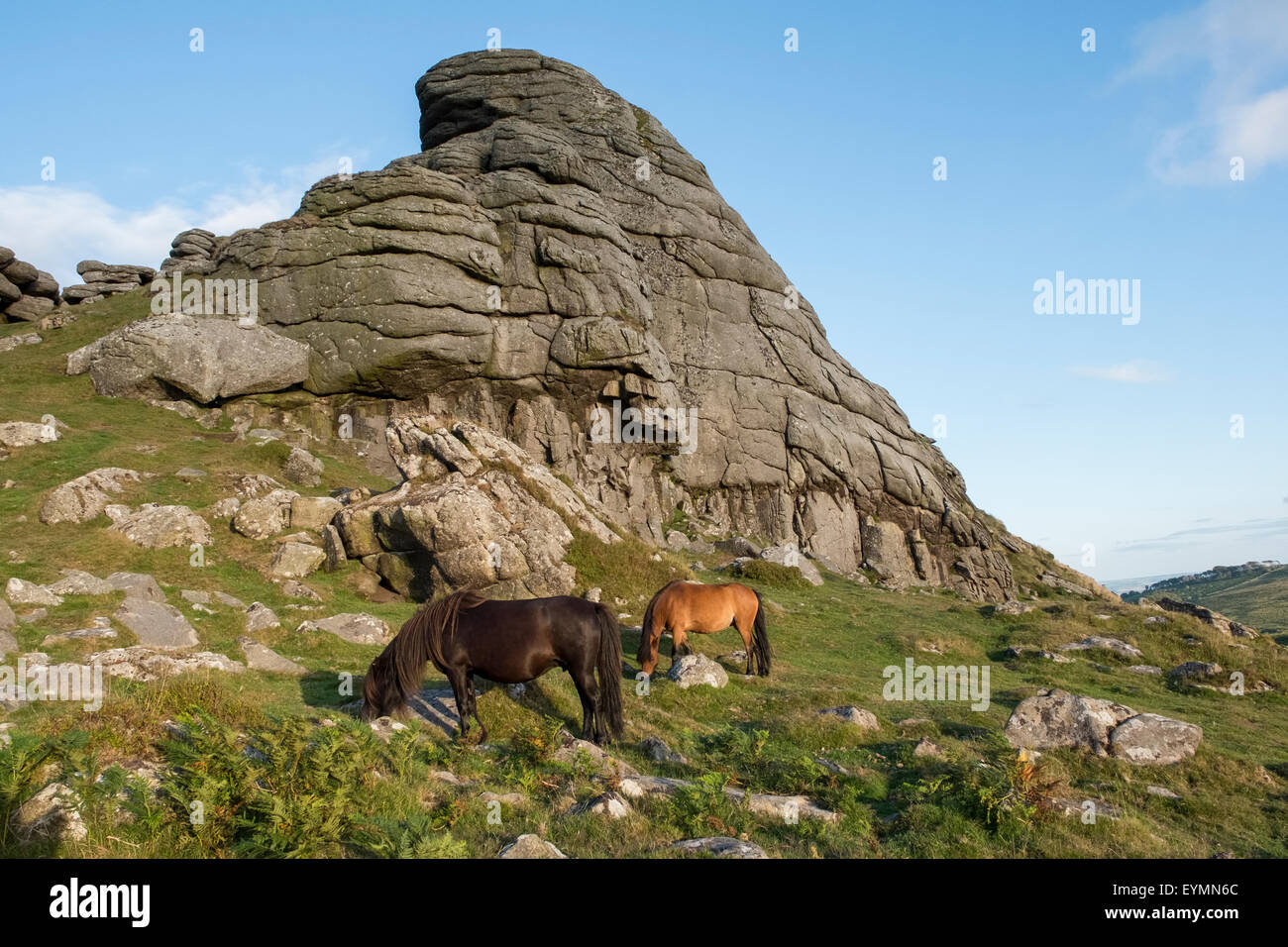 Poneys Dartmoor ci-dessous de pâturage à Dartmoor Haytor, Devon. UK Banque D'Images