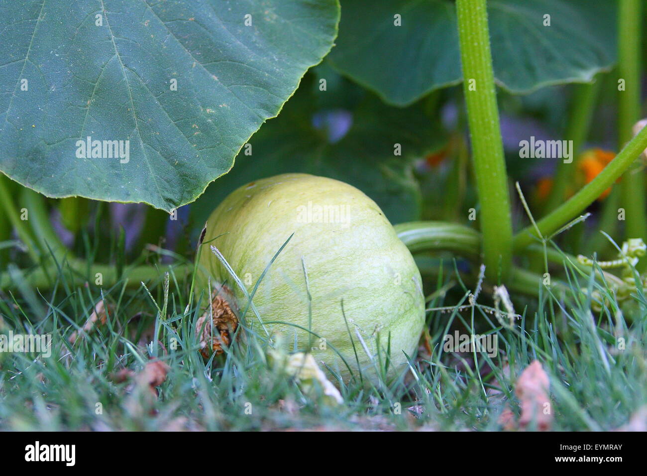 Accueil cultivé dans un jardin de plus en plus de citrouille Banque D'Images