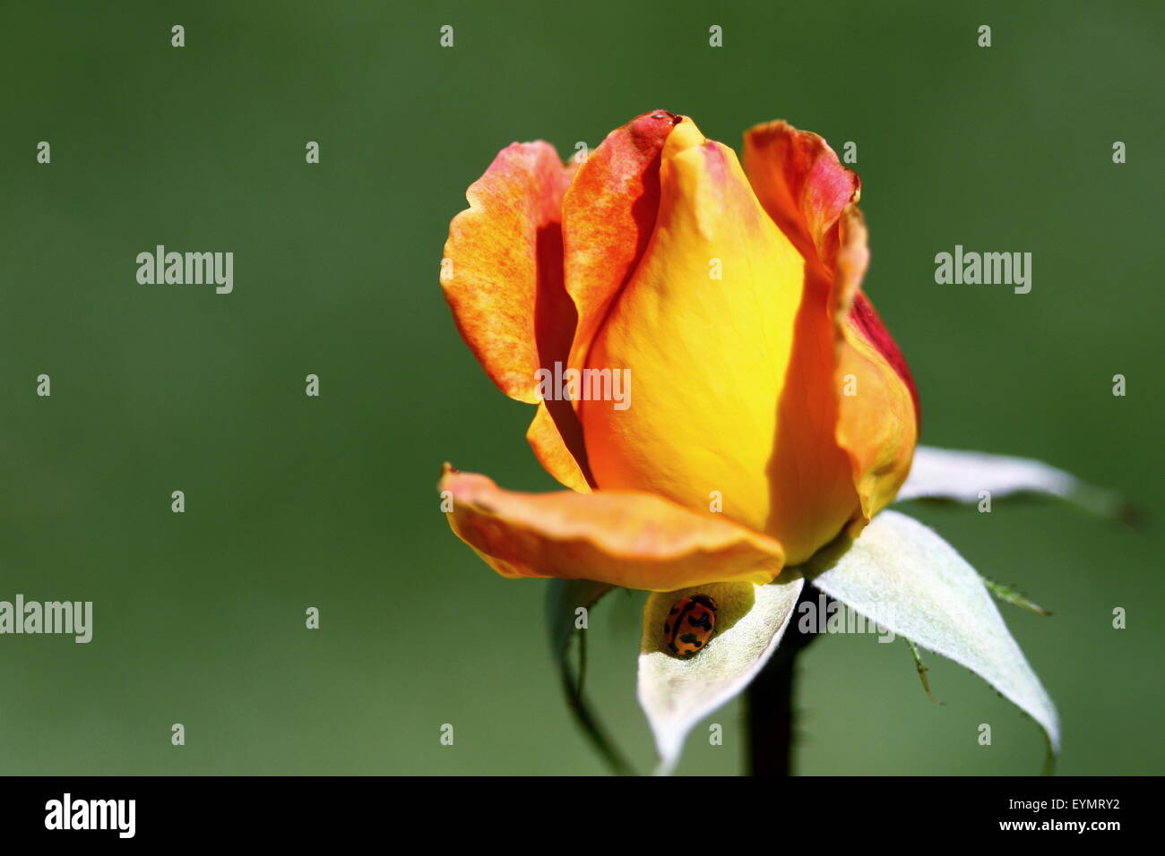 Close up of orange rosebud contre fond vert Banque D'Images