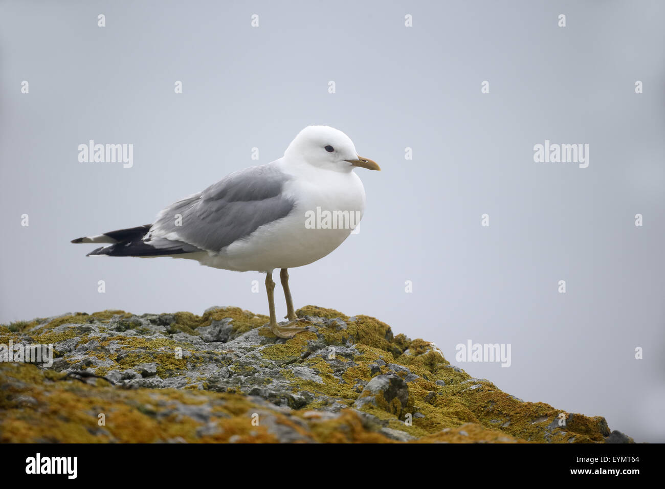 Goéland, Larus canus, seul oiseau sur rock, île de Mull, Juillet 2015 Banque D'Images