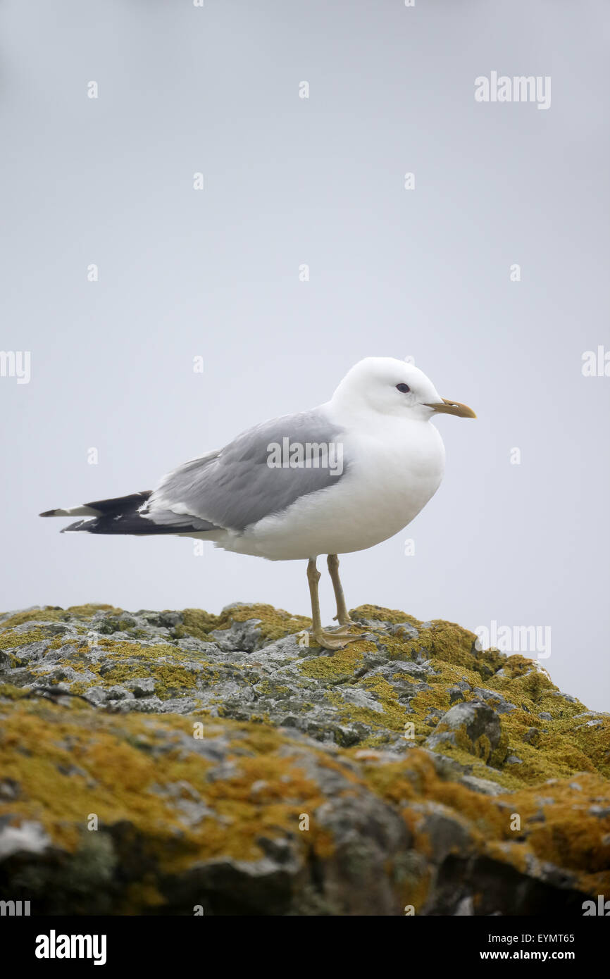 Goéland, Larus canus, seul oiseau sur rock, île de Mull, Juillet 2015 Banque D'Images