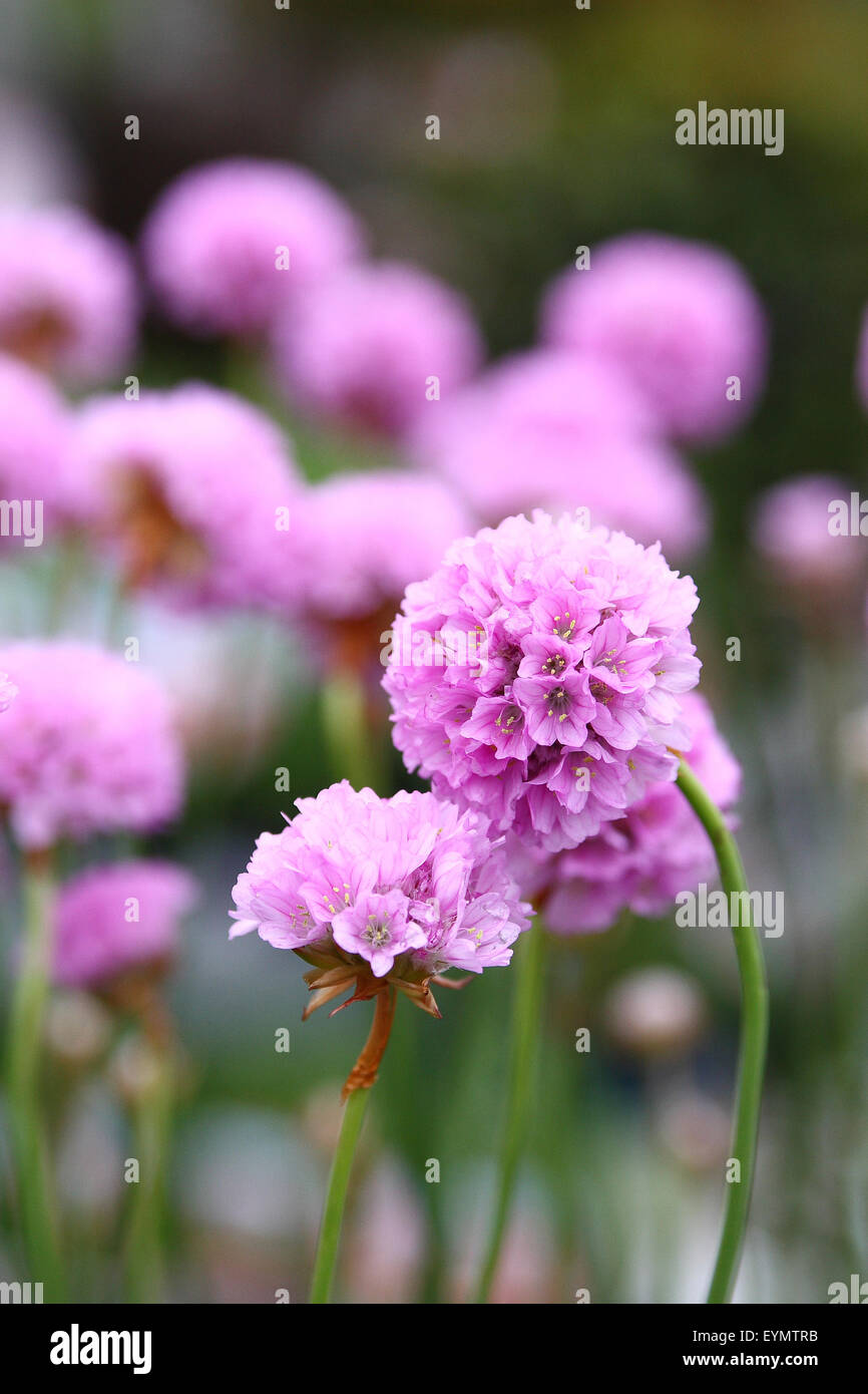 Close up detail shot de fleurs rose Armeria Banque D'Images