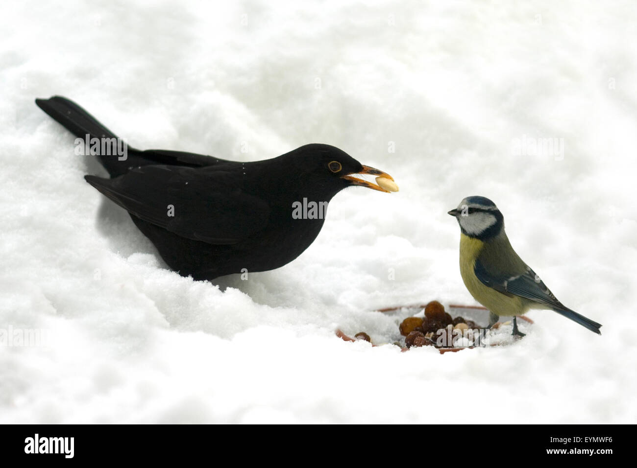 Amsel, hiver, Fuetterung Meise Banque D'Images