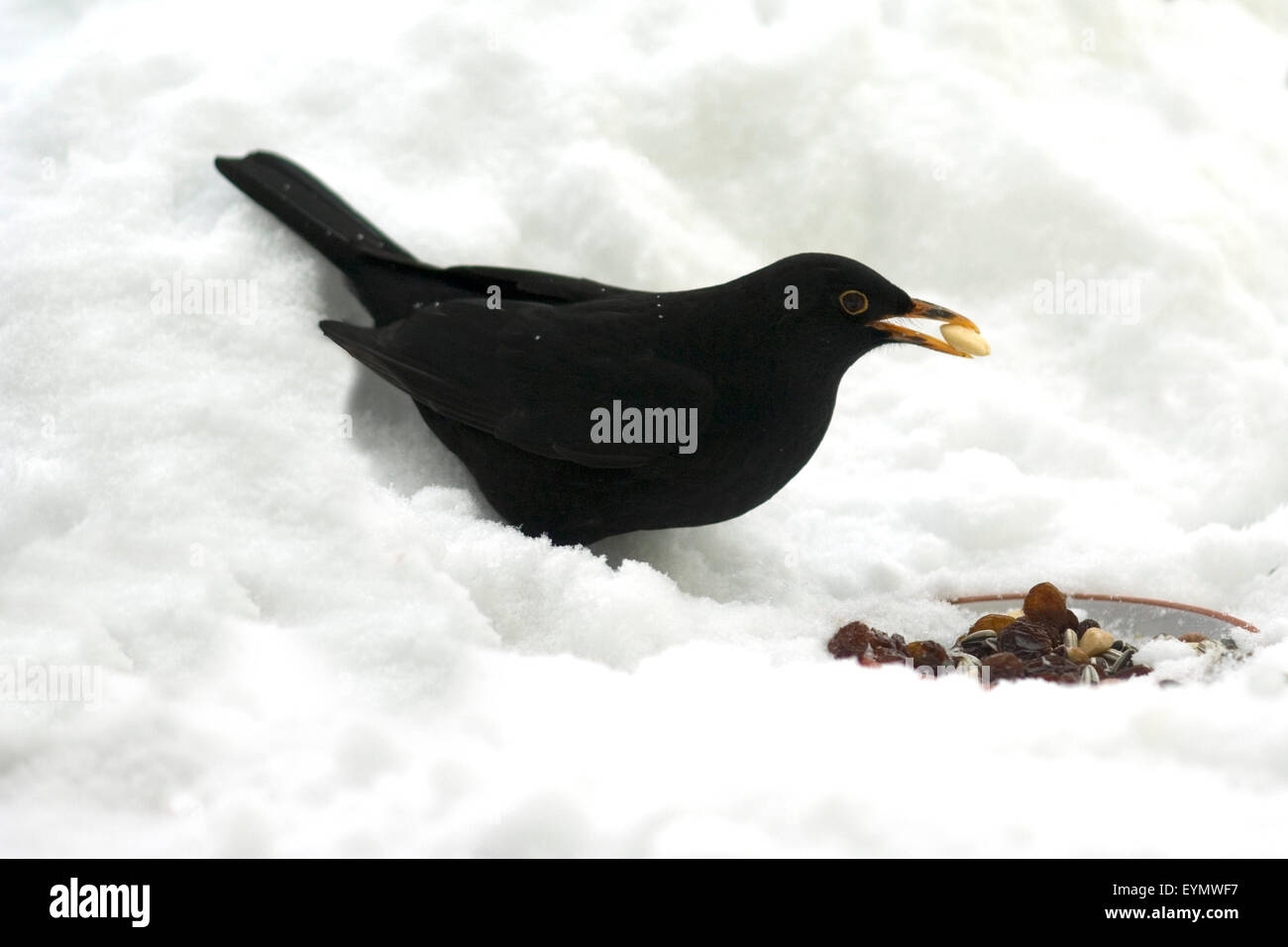 Amsel, Maennchen Banque D'Images