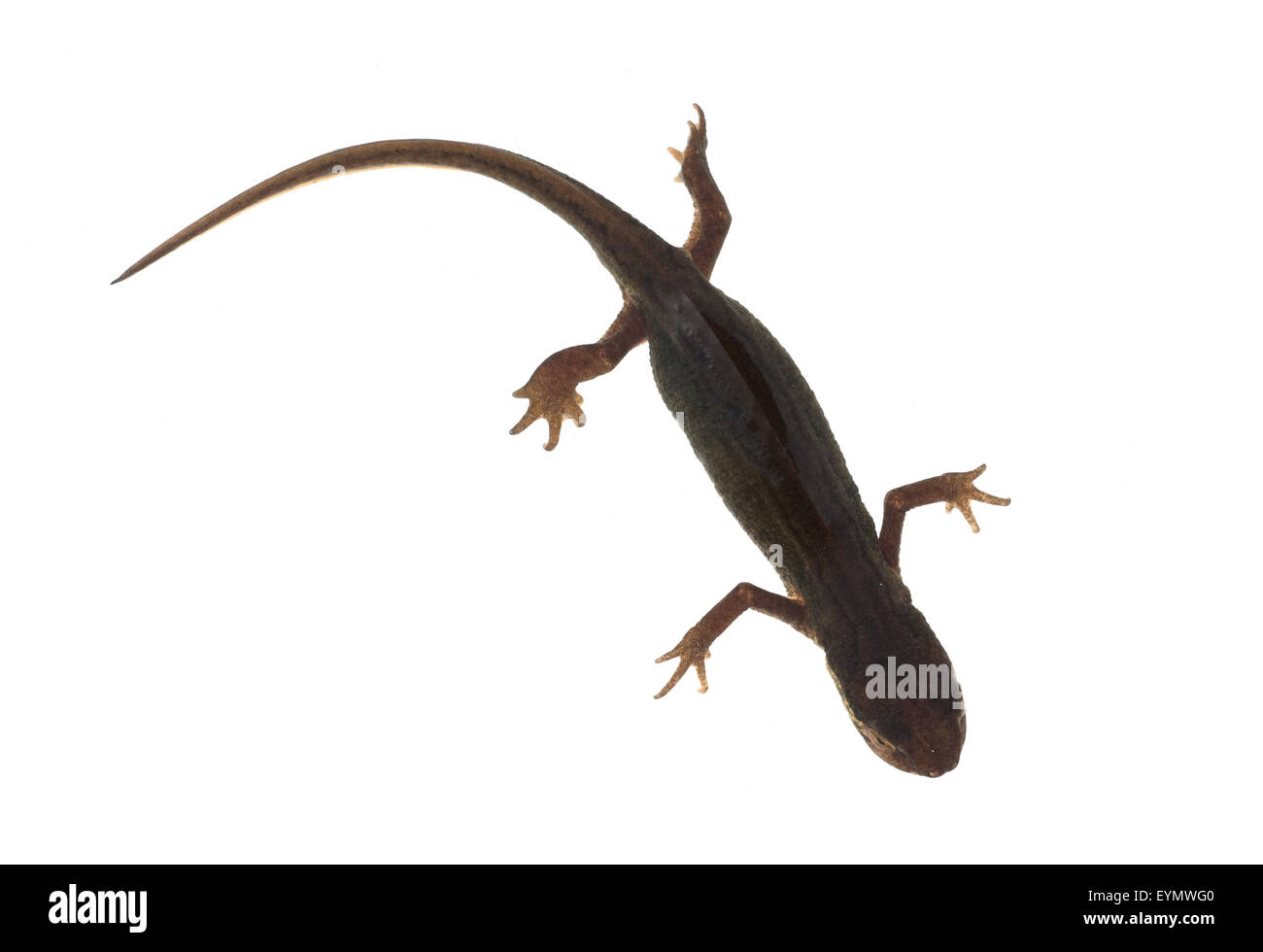 Ichthyosaura alpestris, Bergmolch, weiblich Banque D'Images