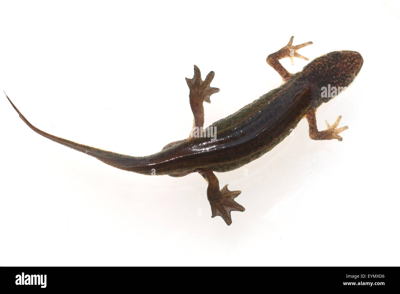 Ichthyosaura alpestris Bergmolch ; ; Banque D'Images