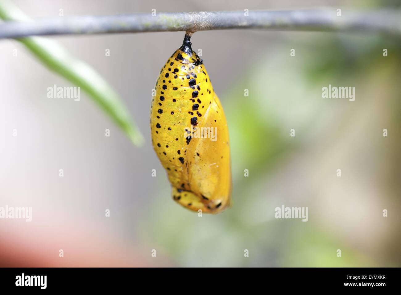 Chrysalide de papillon de l'été à Taïwan,Asia Banque D'Images