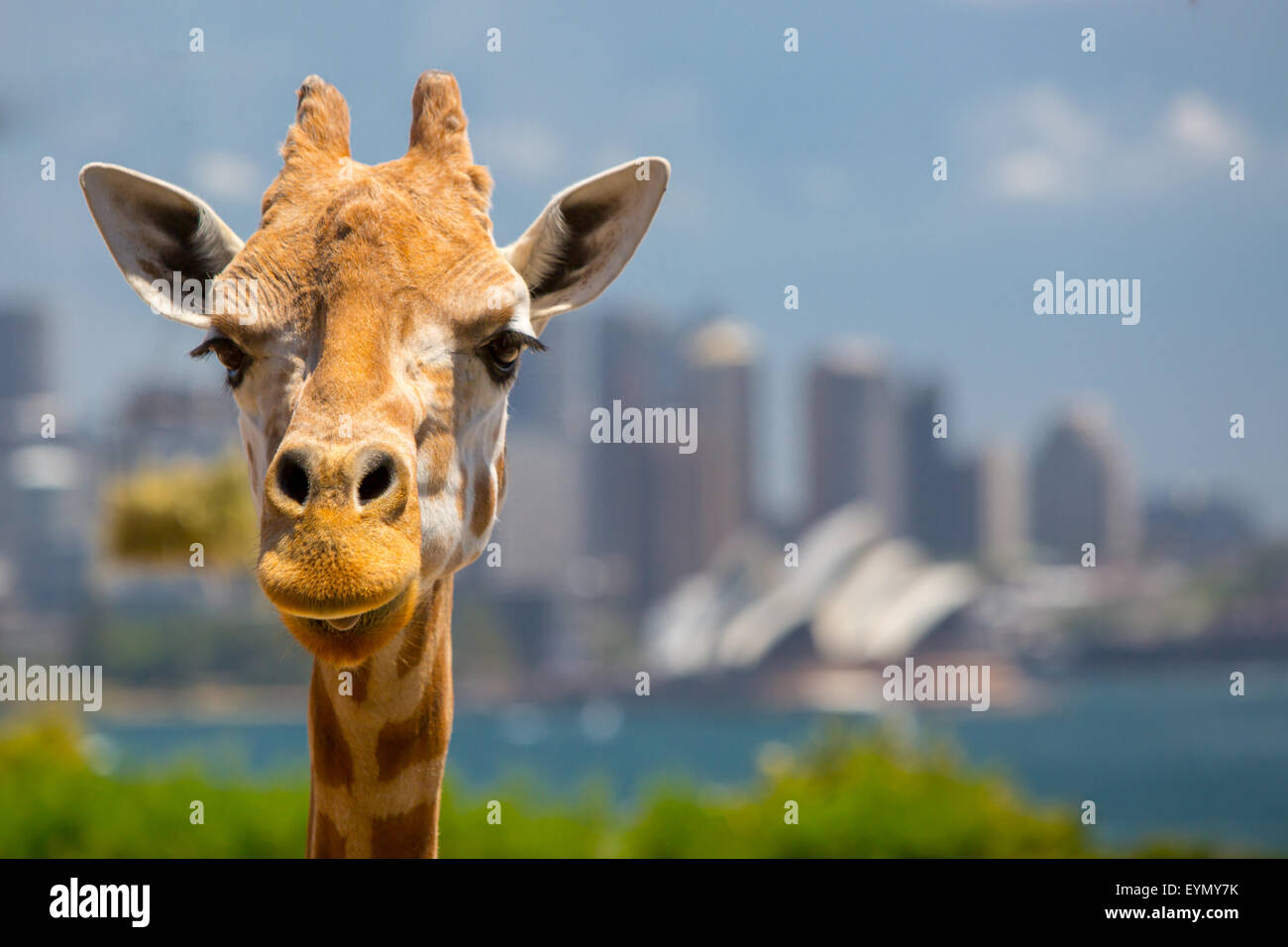 Les Girafes au zoo de Taronga donnent sur le port de Sydney et les toits sur une claire journée d'été à Sydney, Australie Banque D'Images