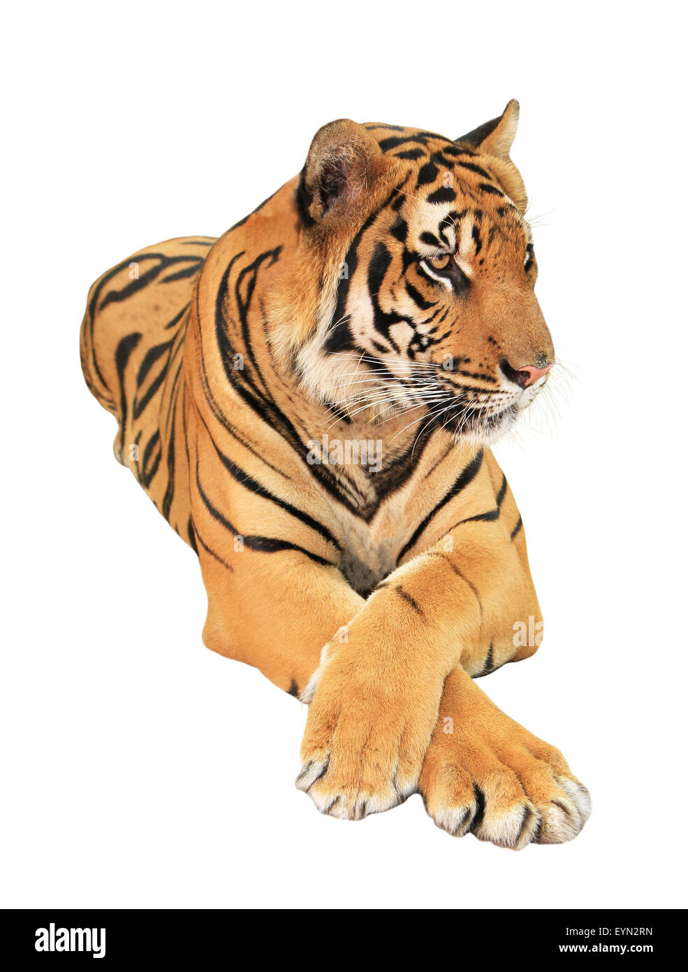 Tiger isolé sur fond blanc Banque D'Images