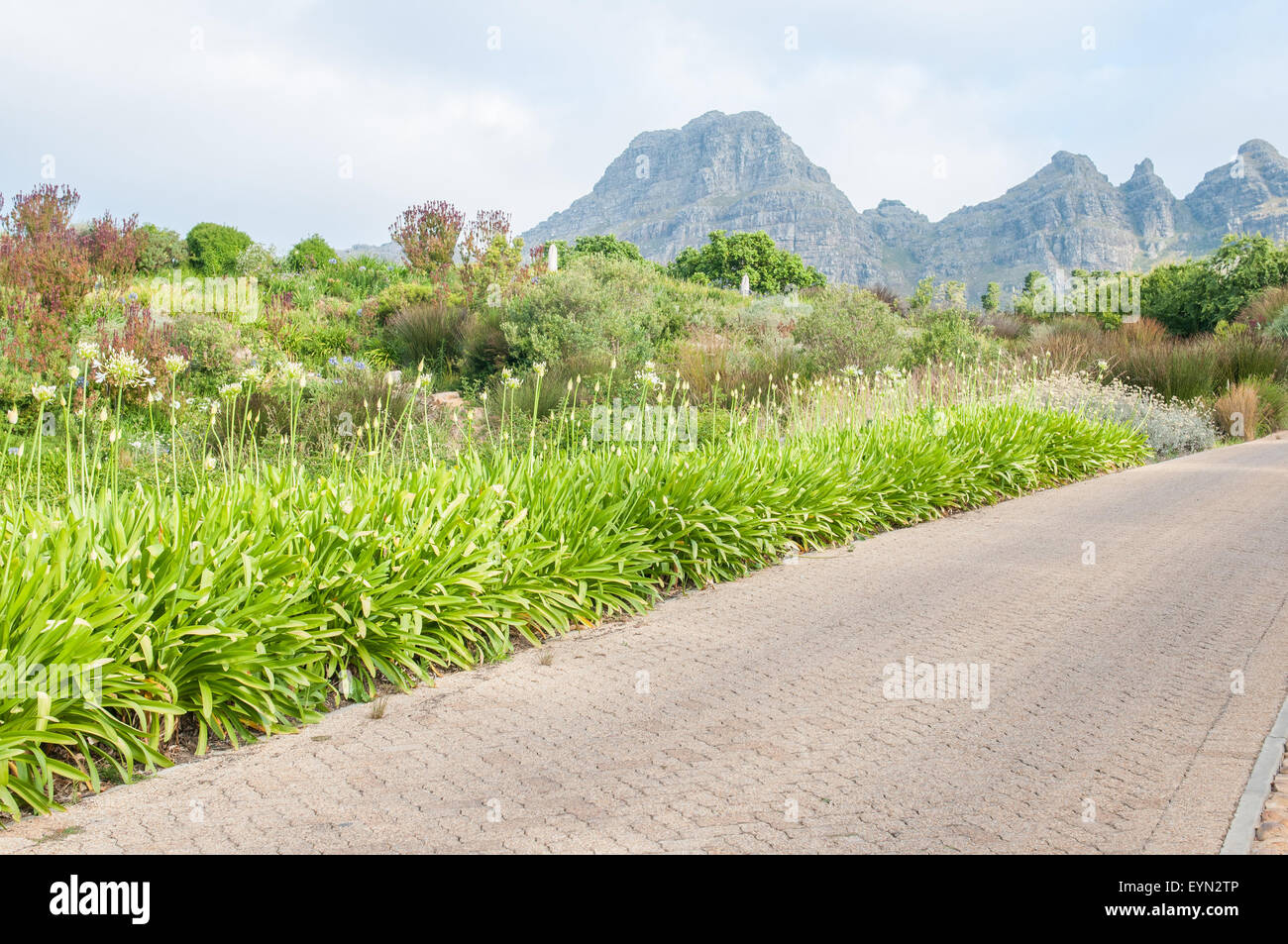 Agapanthus blanc fleurs et plusieurs espèces de fynbos line une route près de Stellenbosch. La montagne Helderberg est dans l'arrière-plan Banque D'Images