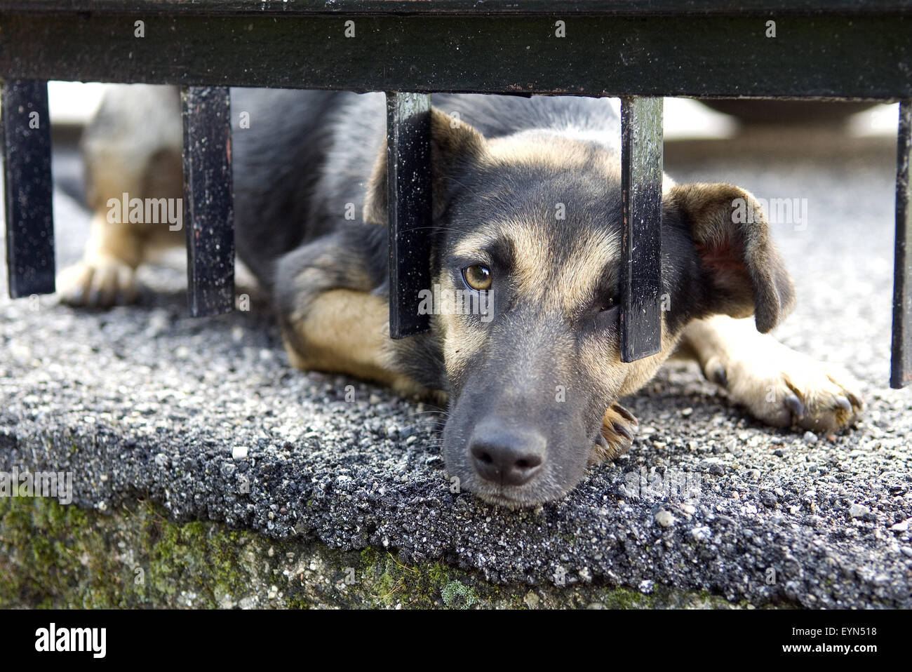 , Bettelnd Strassenhund Banque D'Images